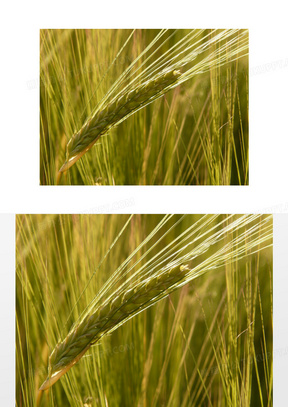大麦图片素材