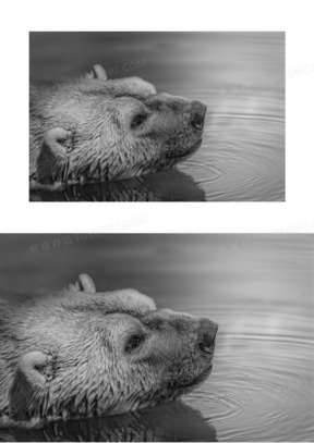 动物 黑白 寒冷的