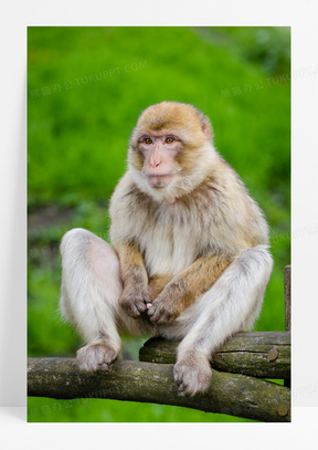 可爱猴子图片素材