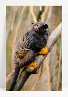 动物毛图片素材