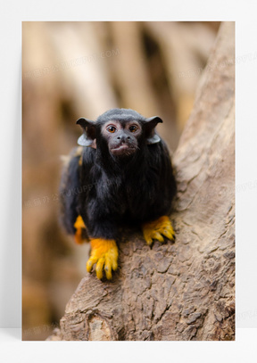 动物毛图片素材