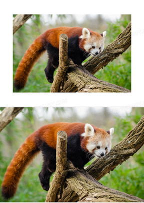 小动物熊猫图片素材