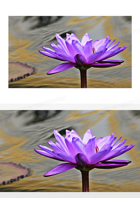 水生植物素材 水生植物图片 水生植物免费模板下载 熊猫办公