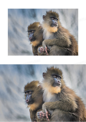 动物毛图片素材