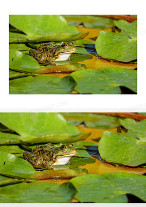 池塘青蛙图片素材