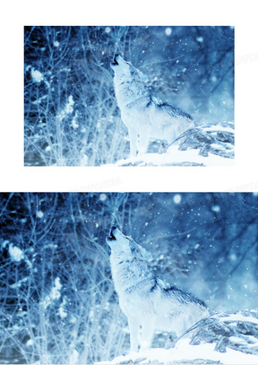 雪狼素材_雪狼图片_雪狼素材图片下载_熊猫办公