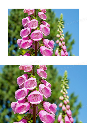 黑暗的 植物区系20农业 攀登 植物10角 开花 植物学的20食物 叶 植物