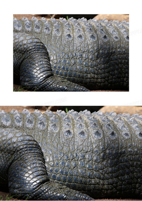 动物 鳄鱼 危险的