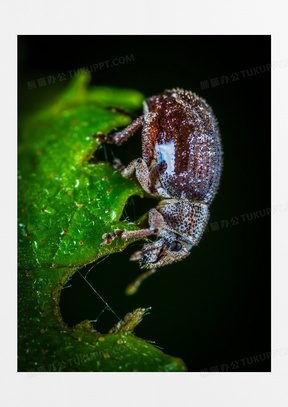 动物 蜘蛛 甲虫