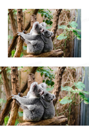 树袋熊图片素材