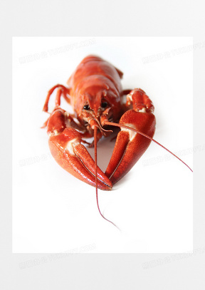 澳洲龙虾养殖材料 288x407