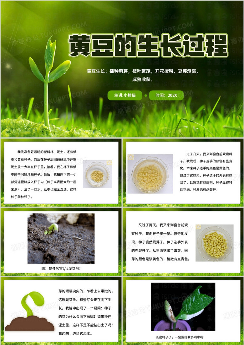 绿色简约风黄豆的生长过程PPT模板