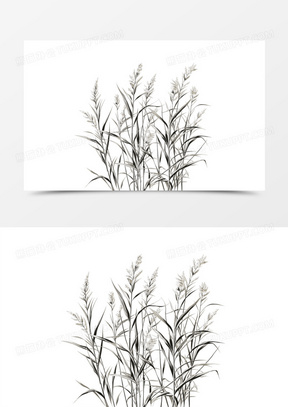 野生芦苇草图片大全大图