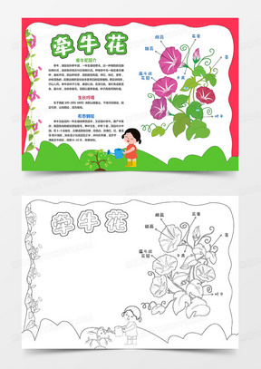 牵牛花植物生长过程分解手抄报小报电子模板