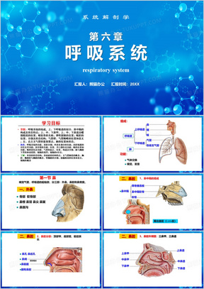 蓝色简约风呼吸系统PPT模板