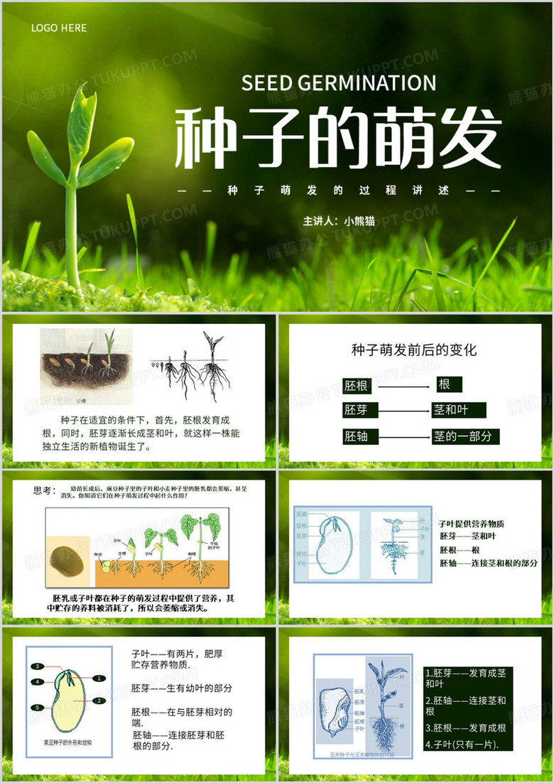 绿色简约风植物种子的萌发PPT模板