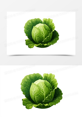 包菜图片大全高清欣赏