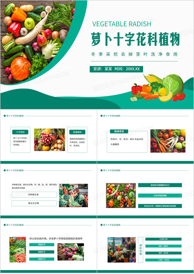 萝卜十字花科植物冬季采挖去掉茎叶洗净食用动态PPT