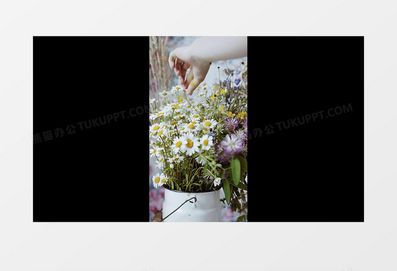 摆放在小桶里的小雏菊实拍竖版视频素材