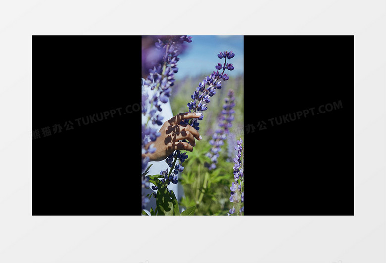 风中飘动的多叶羽扇豆实拍竖版视频素材