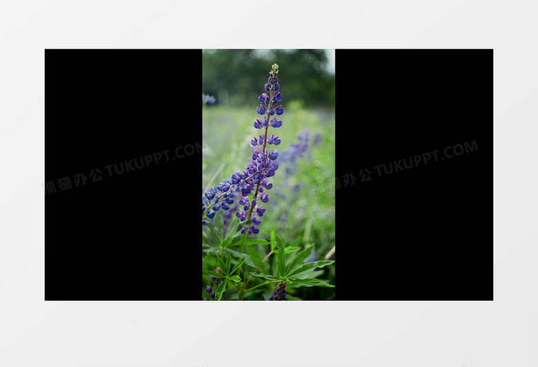 女人在闻紫色的多叶羽扇豆实拍竖版视频素材