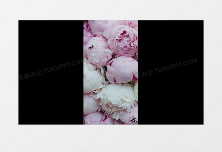 实拍粉色和白色的牡丹花苞实拍竖版视频素材