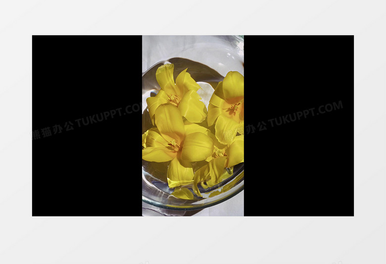 在水中不断摇晃的黄色水仙实拍竖版视频素材