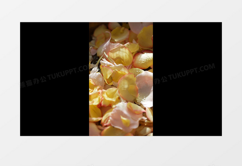 不断洒落在盆中的黄色花瓣实拍竖版视频素材