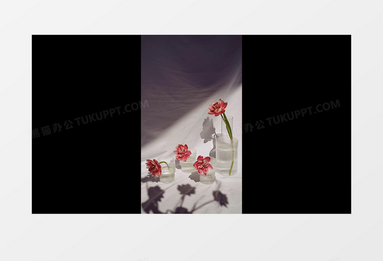 插在花瓶中的红色花朵实拍竖版视频素材