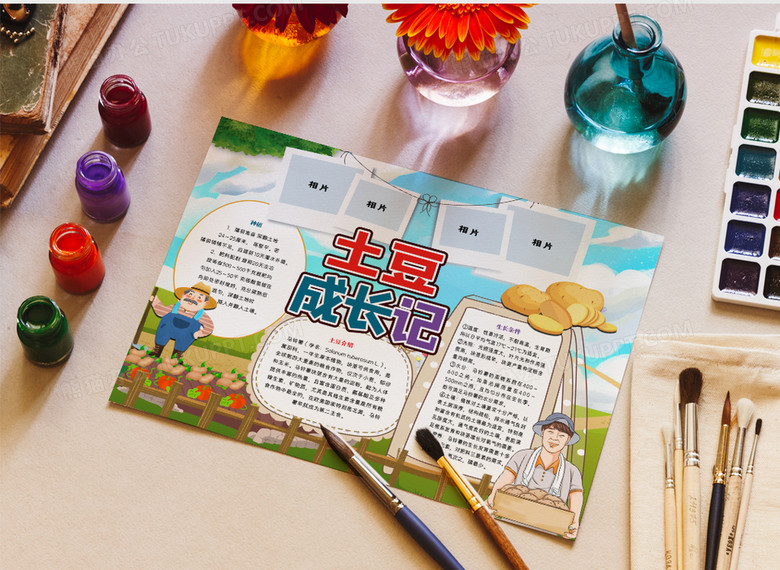 土豆成长记手抄报