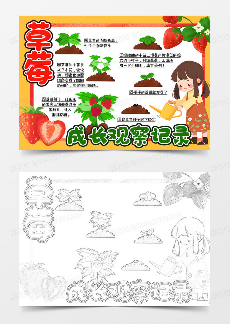草莓成长观察日记