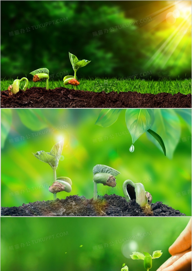 绿色简约初春发芽PPT背景