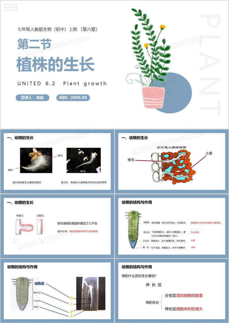 部编版七年级生物上册植株的生长课件PPT模板