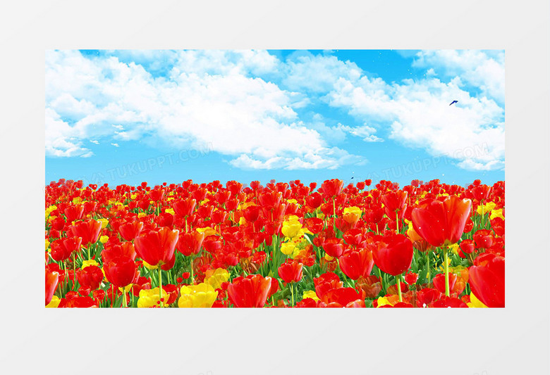 唯美蓝天花海动态背景视频