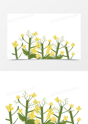 小油菜花图片高清唯美大全