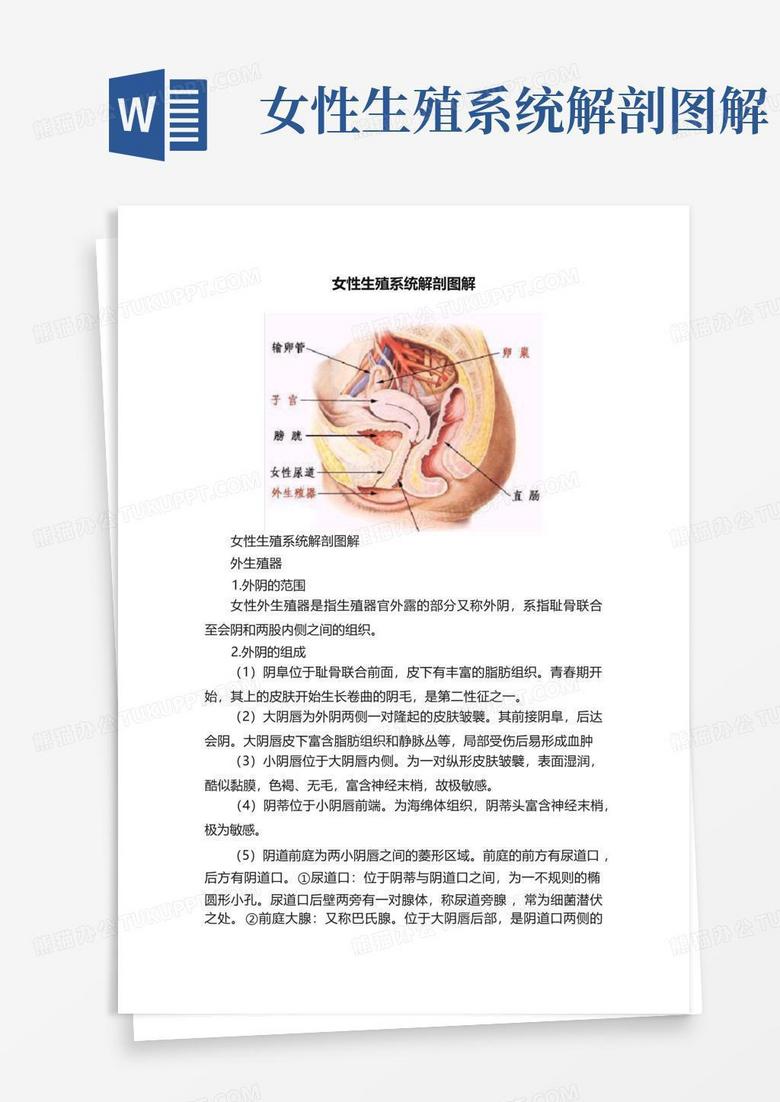 女性生殖系统解剖图解Word模板下载_编号qojvwjnb_熊猫办公