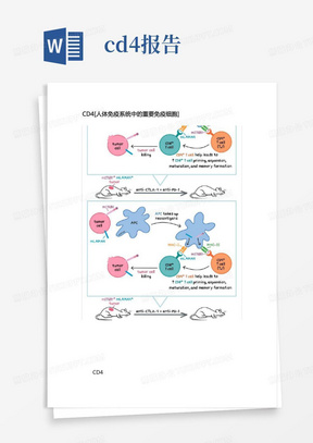 CD4[人体免疫系统中的重要免疫细胞]