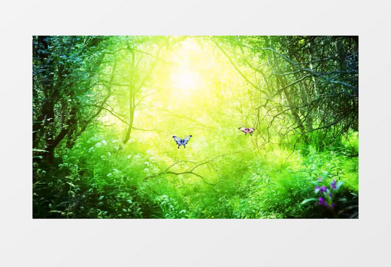 绿油深林唯美两只蝴蝶入森林背景视频（有音乐）