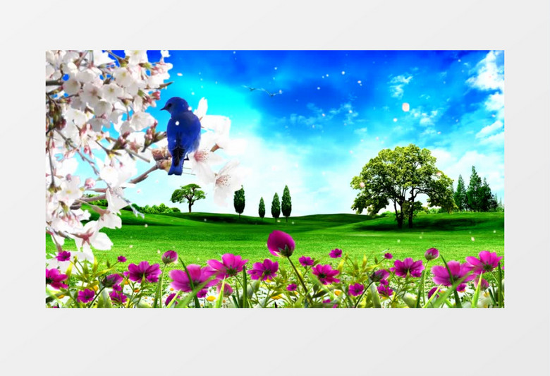 唯美欢快鸟儿花朵自然风光背景视频（有音乐）