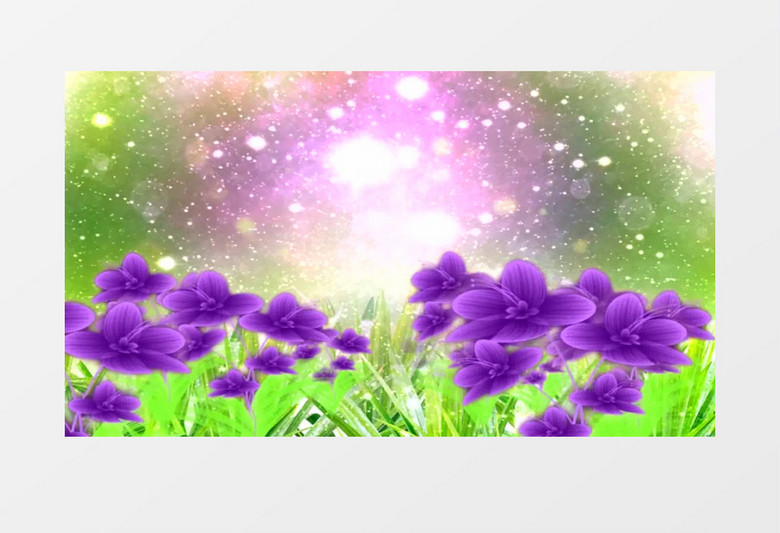 梦幻花香紫色鲜花背景视频（有音乐）