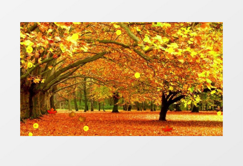 高清动态秋天枫树叶子飘落背景视频（有音乐）
