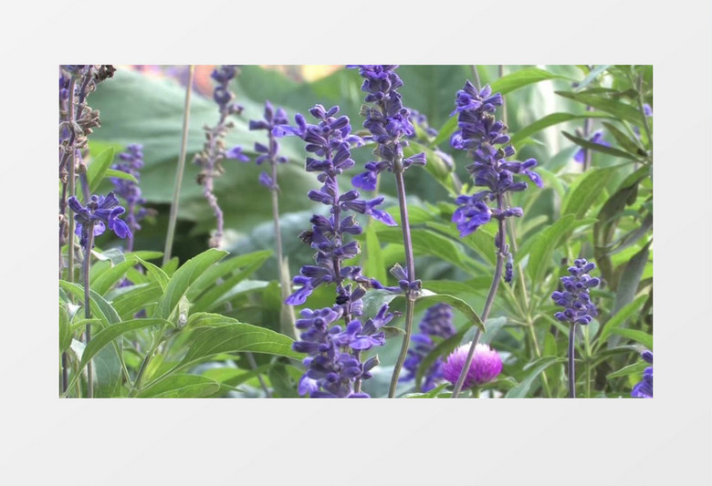 高清近距离拍摄薰衣草背景视频（有音乐）