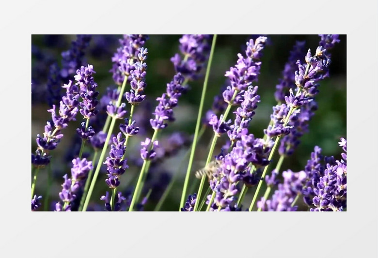 高清近距离蜜蜂紫色薰衣草背景视频（有音乐）