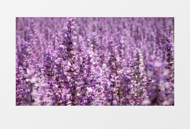 高清近距离浪漫薰衣草花海实拍视频（有音乐）
