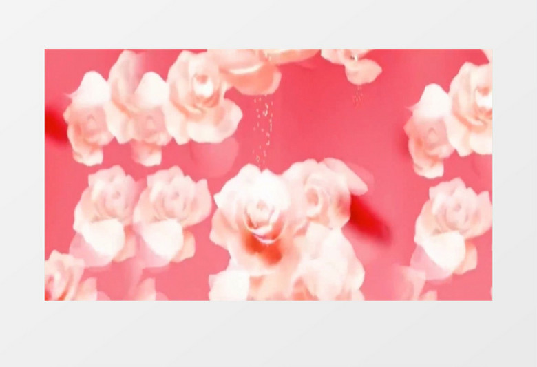 粉色牡丹花朵背景视频（有音乐）