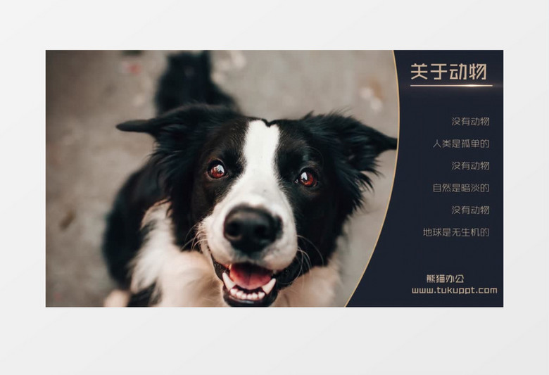 两款大气温暖动物相册图片展示ae视频模板