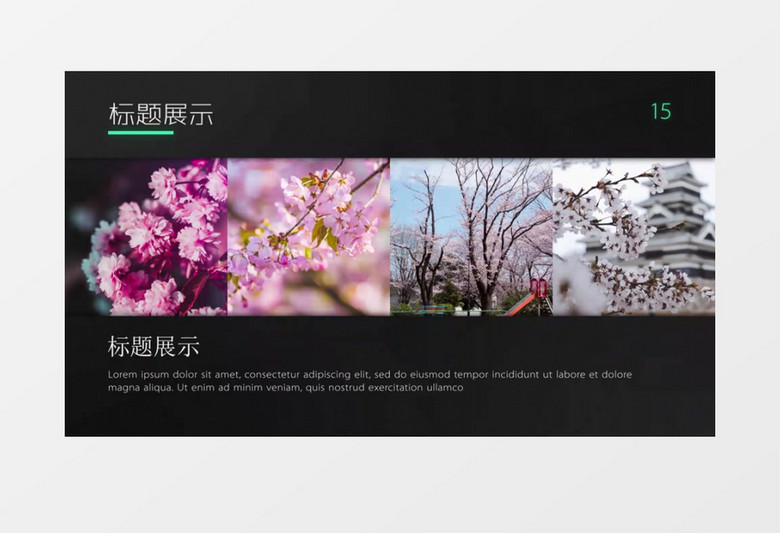 大气PPT风格日本文化樱花图片文字标题展示ae视频模板