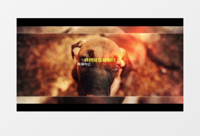 清新动物主题图片文字展示ae视频模板