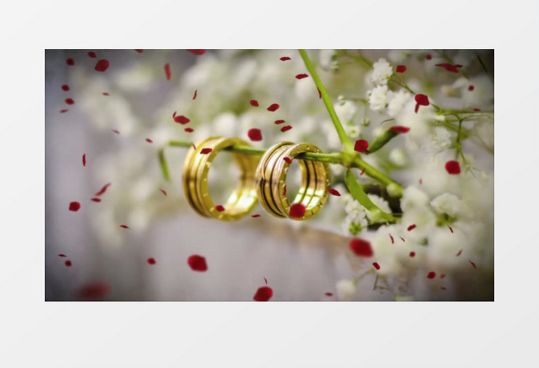 唯美玫瑰花瓣飘落幻灯片ae模板