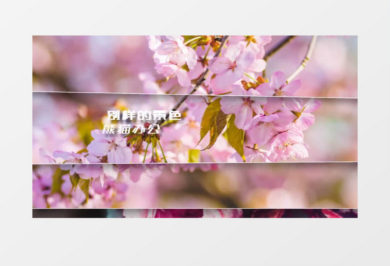 清新樱花风景图片展示ae视频模板